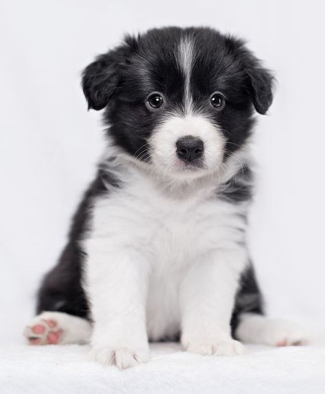 Border Collie Puppy Training, Border Collie Pups, Border Collie Herding, Most Popular Dog Names, Popular Dog Names, Dog Breed Names, Collie Puppies, Border Collie Puppies, Border Collie Dog