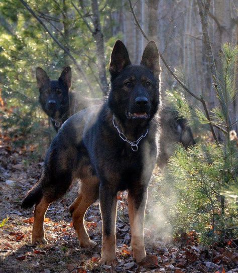 the only thing better than roaming the woods with your German Shepherd is having TWO! Sable German Shepherd, German Sheperd Dogs, Dog German, Black German Shepherd, German Shepards, Belgian Malinois, Guard Dogs, Shepherd Puppies, German Shepherd Puppies