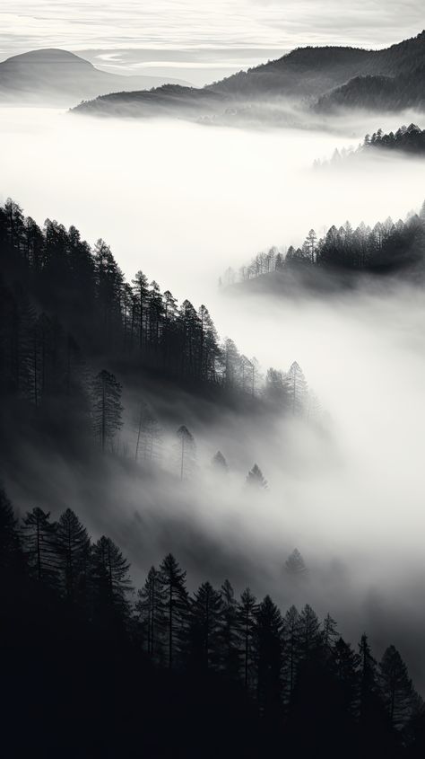 Black Forest Wallpaper Aesthetic, Black Aesthetic Forest Wallpaper, Black Aesthetic Forest View Man, Black Aesthetic Forest View Wallpaper, Gray Landscape Aesthetic, Black Aesthetic Forest View, Black And White Forest Wallpaper, Black Aesthetic Forest, Black And White Forest Aesthetic