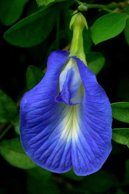 Blue Butterfly Pea Butterfly Pea Flower, Butterfly Pea, Pea Flower, Unusual Flowers, Exotic Flowers, Flower Beauty, Beautiful Blooms, Blue Butterfly, Flower Pictures