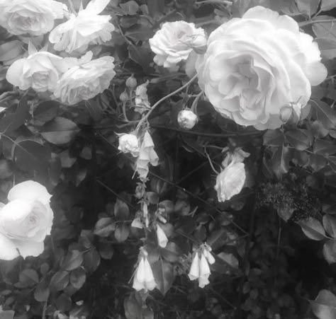 White Rose Aesthetic, Gloomy Coquette, Red Icons, Rose Aesthetic, Rosé Aesthetic, Dark Coquette, Angel Aesthetic, Gray Aesthetic, After Life