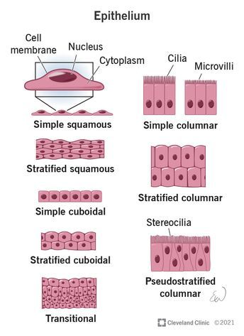 Epithelium: What It Is, Function & Types Epithelial Tissue Anatomy Notes, Types Of Epithelial Tissue, Epithelium Tissue, Med Quotes, Body Cavities, Epithelial Tissue, Stratified Squamous Epithelium, Tissue Biology, Paramedic School