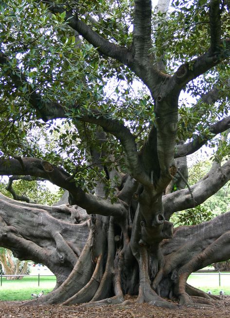 Ancient Tree The Fig Tree, Weird Trees, Fig Trees, Matka Natura, Magical Tree, Large Tree, Old Tree, Old Trees, Ancient Tree