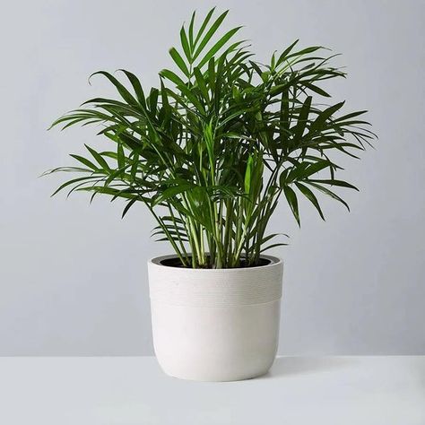 Bamboo Palm Indoor, Palm Plant Indoor, Palm Plant Care, Soil Recipe, Parlour Palm, Chamaedorea Elegans, Indoor Plants Low Light, Air Cleaning Plants, Bamboo Palm