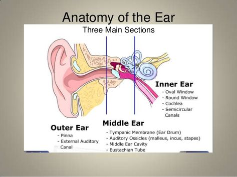 Webmd's ear anatomy page Ear Biology, Inner Ear Diagram, Human Ear Diagram, Ear Diagram, Aiims Delhi, Human Systems, Ear Structure, Ear Anatomy, Gross Anatomy