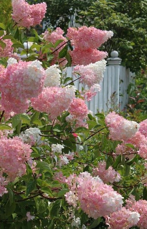 VANILLA STRAWBERRY HYDRANGEA - 1) Full Sun 2) 6-7 ft tall 3) Blooms in summer to fall 4) Prune back 1/3 in March 4) Somewhat deer resistant Tall Hydrangea Bush, Vanilla Strawberry Hydrangea, Strawberry Hydrangea, Tanaman Pot, French Lilac, Flowers Blooming, Have Inspiration, The Secret Garden, March 4