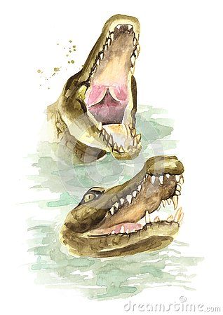 Alligator Mouth Open Drawing, Crocodile Open Mouth Drawing, Alligator Head Drawing, Alligator Painting Easy, Crocodile Open Mouth, Alligator Watercolor, Watercolor Crocodile, Crocodile Painting, Alligator Drawing