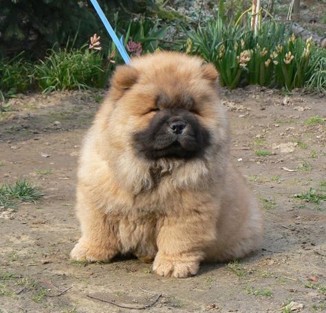 Chow Dog Breed, Chow Puppies, Chow Chow Puppy, Tallest Dog, Chow Chow Dogs, Huge Dogs, Bear Dog, Fluffy Dogs, Red Baby