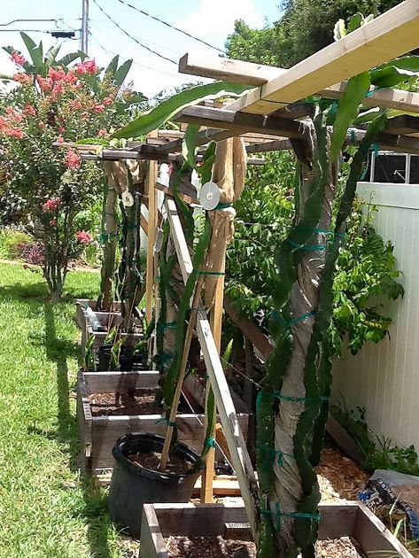 The top of the support structure showing the design. Growing branch fallen because supporting rope broke before roots could take hold. Dragon Fruit Cactus Pruning: Stems may grow more than 20 feet and will eventually need pruning. I try to prune at the natural joints formed on the stems. Some have reported that pruning 1 month before fruiting will increase number of flowers and fruit size.  I have not really noticed that to be true or false, but I have not been measuring this possible effect ... Dragon Fruit Planting Ideas, Dragonfruit Plant Trellis, Dragon Fruit Support Structure, Dragon Fruit Trellis, Dragon Fruit Garden, Growing Dragon Fruit, Vege Patch, Garden Techniques, Dragon Fruit Flower