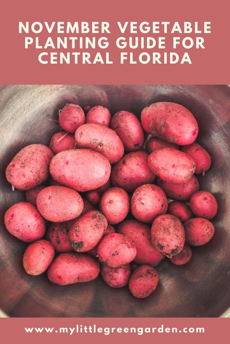 What To Plant In October In Florida, Florida Gardening Vegetable, What To Plant In November, Gardening In Florida, Central Florida Gardening, Florida Backyard, Vegetable Planting Guide, Zone 9b, Vegetable Planting