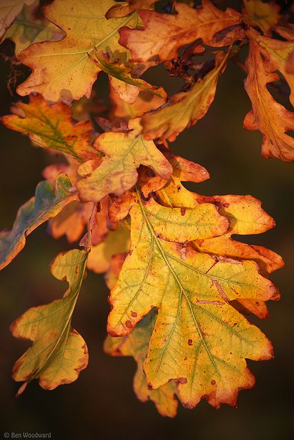 Autumn Oak Leaves by benwmbc, via Flickr Brown Leaves, Airbrush Art, Oak Leaves, Beautiful Autumn, Seasons Of The Year, Autumn Beauty, Fall Pictures, Rust Orange, Tree Leaves