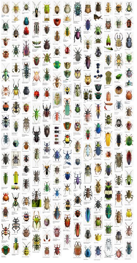 Insect Identification Chart, Pictures Of Bugs Insects, Bugs Wallpaper Insects, Animal Crossing Insects, Pinned Bugs, Entomology Aesthetic, Insect Classification, Types Of Beetles, List Of Insects