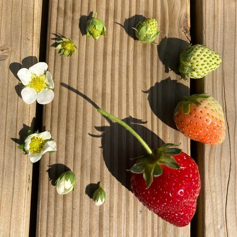 🍓The lifecycle of a strawberry 🍓 Our famous Lifton strawberries are growing away nicely and are beginning to flower underneath the tunnels, with many green strawberries starting to peak through! It won't be long until these tunnels will be full of our sweet-smelling strawberries 🍓 These tunnels are part of our earlier crop which will be picked and sold in our farm shop - keep a look out as in the coming weeks our famous Lifton strawberries will be making a come back! Why do we use tunnels... Lifecycle Of A Strawberry, Strawberry With Flowers, Strawberries Plant, Strawberry Growing, Green Strawberries, Strawberry Photo, Dr Moreau, Strawberry Bush, Strawberry Flowers