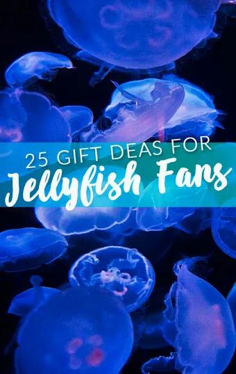 Jellyfish Gift Ideas, Jellyfish Theme, Types Of Jellyfish, Spoiling Yourself, Notion Banner, Jellyfish Species, Jellyfish Tentacles, Ocean Stuff, Ocean Theme Preschool