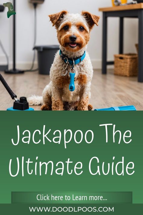 Jackapoo The Ultimate Guide Poodle Mix Breeds, Grooming Hacks, Family Friendly Dogs, Good Traits, Poodle Mix, Grooming Routine, The Jack, Dog Parents, Obedience Training