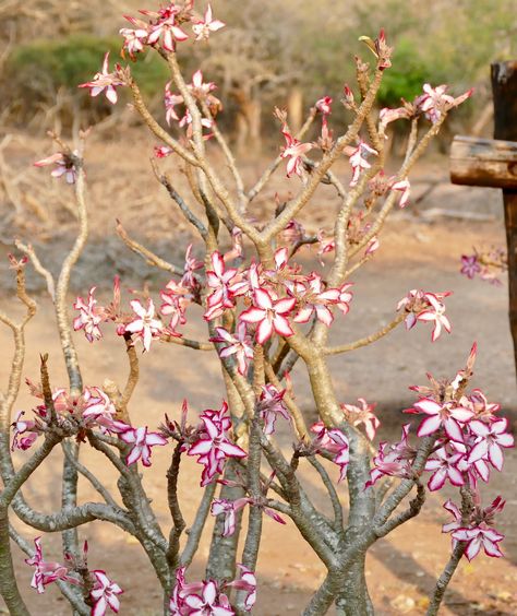 Winter Impala Lily (Adenium obesum) | Mantuma Camp, uMkhuze … | Flickr Impala Lily, Adenium Obesum, Kwazulu Natal, Game Reserve, South Africa, Beautiful Flowers, Lily, Flowers, Photography