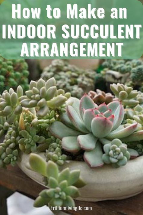 Indoor Succulent Garden, Tropical Houseplants, Indoor Gardening Supplies, Succulent Garden Indoor, Succulent Garden Diy, Growing Succulents, Succulent Gardening, Garden Plans, Indoor Gardens