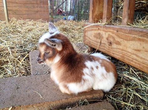 Pygmy Goat, Baby Goat, Cute Goats, Wallpaper Mobile, Baby Goats, Baby Animals Funny, Fluffy Animals, Animal Wallpaper, Cute Creatures