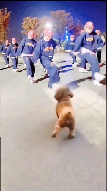 Dog Dancing, Animal Humour, Cute Animals Puppies, Animal Antics, Cute Funny Dogs, Cute Wild Animals, Funny Dog Videos, Funny Cute Cats, Cute Animal Pictures