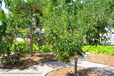 Apple, peach and pear trees in a circular cross home orchard design; mulch covers drip-line irrigation, with gravel paths in between. Fruit Garden Design, Orchard Ideas, Home Orchard, Fruit Trees Backyard, Orchard Design, Orchard Garden, Backyard Beekeeping, Screen House, Fall Garden Vegetables