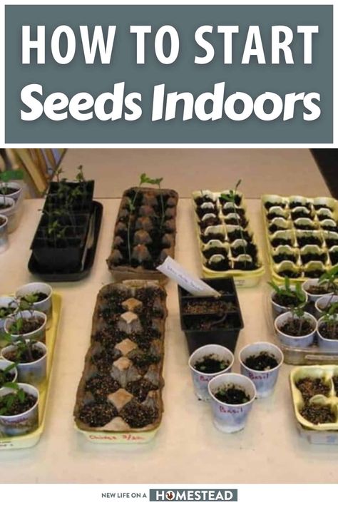 How To Start Seeds Inside, Indoor Seed Planting, Start Garden Indoors, Starting Veggies From Seeds, Planting A Garden From Seeds, Starting A Garden From Seeds, Seeds Indoors Starting, How To Start Garden Seeds Indoors, Growing Herbs From Seeds Indoors