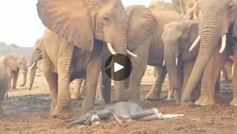 1.2M views · 49K reactions | Seconds after a baby elephant is born | It’s not every day that an elephant gives birth in your midst. That’s even true in our world, where we’re surrounded by elephants 24/7, 365!

A recent... | By Sheldrick Wildlife TrustFacebook Sheldrick Wildlife Trust, An Elephant, Baby Elephant, Our World, Every Day, Elephant