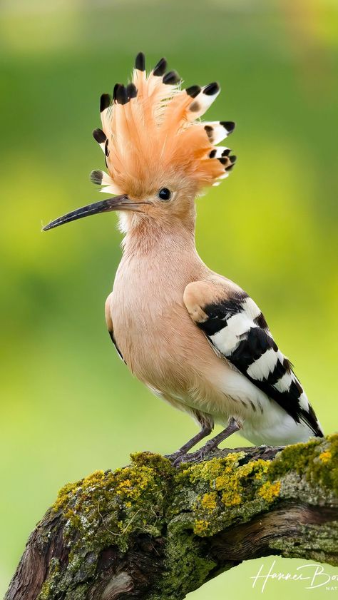 Beautiful Birds Photography Nature, Indian Birds, Animals In Nature, Hoopoe Bird, Wild Birds Photography, African Birds, Bird Reference, Unique Birds, Birds Photography Nature