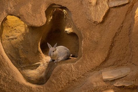 Rabbit Burrow, Burrowing Animals, Quizzes For Kids, Animals Rabbit, Kids Animals, Perspective Art, Easy Science, Discovery Channel, Homeschool Science