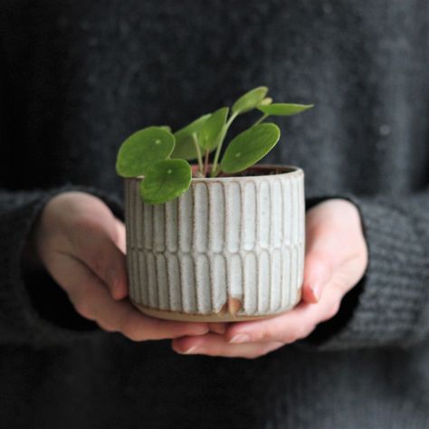 Pottery Plant Pots, Mini Planters, Pottery Plant Pot, Ceramics Pottery Bowls, Handmade Ceramic Planters, Pottery Pots, Beginner Pottery, Wheel Throwing, Pottery Pot