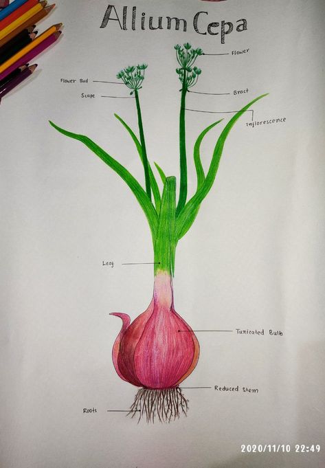 Onion drawing Onion Sketch, Onion Drawing, Spring Onion, Flower Bud, Life Cycles, Sketch, Drawings, Flowers, Art