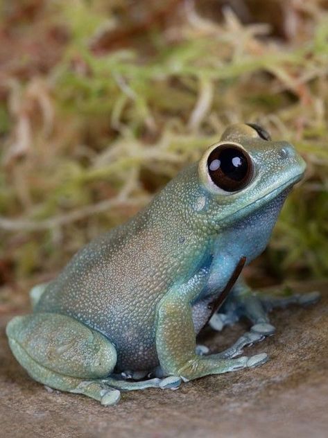 Tree Frog Terrarium, Frog Tongue, Frogs Preschool, Frog Habitat, Frog Sketch, Frog Terrarium, Frog Tank, Poison Tree, Frog Logo