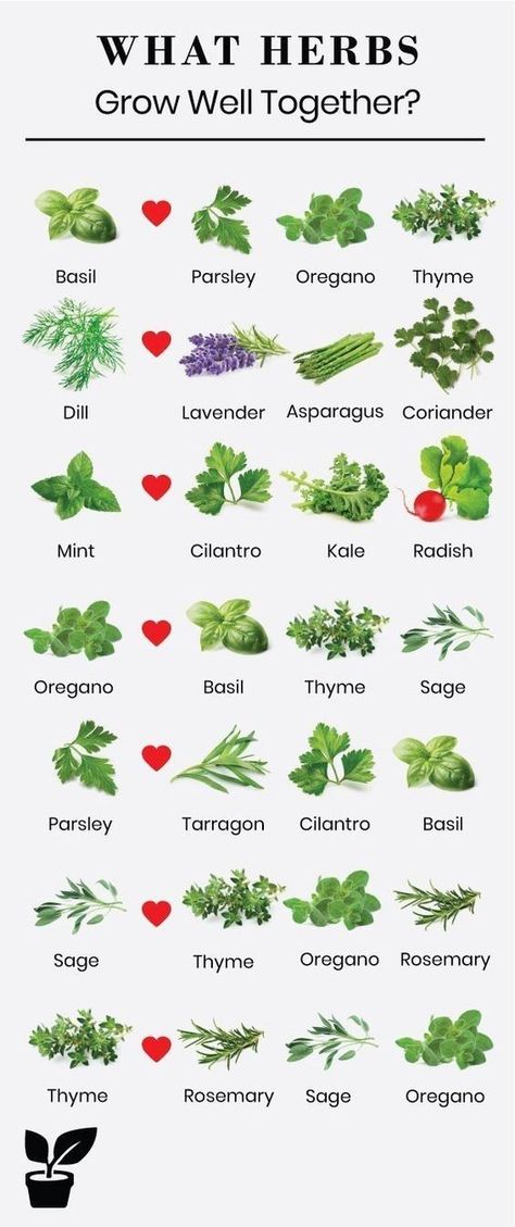 What Herbs Grow Well Together, Herb Companion Planting, Plantarea Legumelor, Kebun Herbal, Companion Gardening, Outdoor Herb Garden, Tanaman Indoor, Garden Growing, Indoor Herb Garden