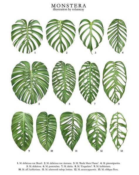 Tropical Monstera leaves illustration Plant Leaf Identification, Leaf Identification, Monstera Obliqua, Rainforest Plants, Alocasia Plant, Plant Book, Soyut Sanat Tabloları, Variegated Plants, Plant Identification