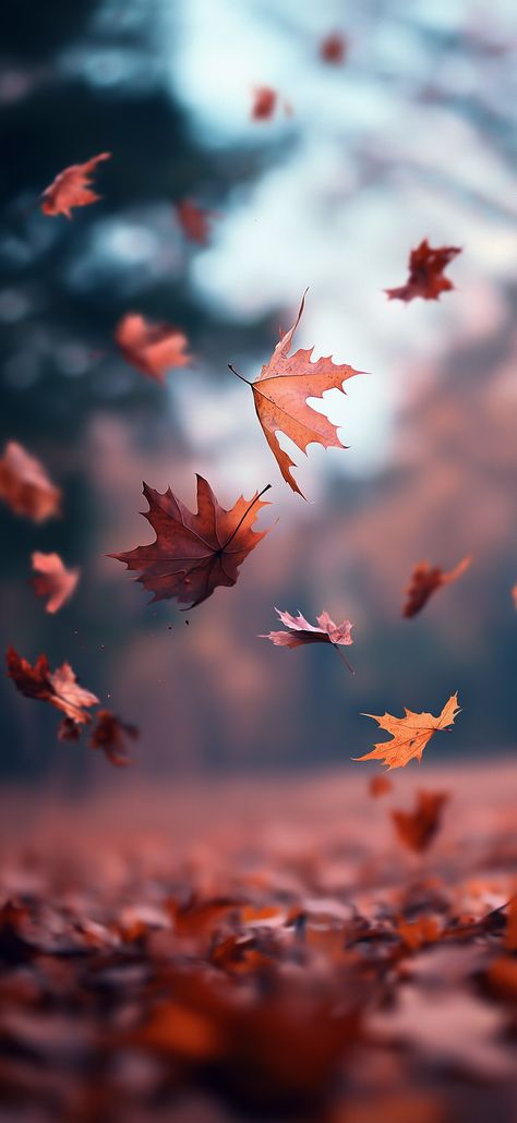 Nature Wallpapers Aesthetic, Autumn Phone Wallpaper, Leaves Photography, Hd Nature Wallpapers, Iphone Wallpaper Fall, Nature Wallpapers, Beautiful Wallpaper For Phone, Anime Backgrounds, Flower Iphone Wallpaper