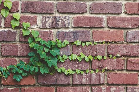 Leigh Love for Stocksy United Pergola Outdoor, Artist Resources, Boston Ivy, Old Brick Wall, Red Brick Wall, Facade Lighting, Old Bricks, Brick Facade, Best Background Images