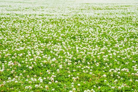 White Dutch Clover Lawn, Moss And Clover Lawn, Clover And Grass Lawn, Dutch Clover Lawn, White Clover Lawn, Clover Yard, Tapestry Lawn, Ranger Aesthetic, White Dutch Clover