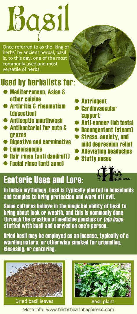 Basil �– infographic to repin / shareImage credits Next to rosemary, thyme, and parsley, basil is one of the most well-known and well-loved culinary herbs, with a rich history of both medicinal and culinary use that dates back to ancient times. Once referred to as the ‘king of herbs’ by ancient herbal, basil is, to … Basil Medicinal Uses, Holy Basil Benefits Health, Basil Tincture Benefits, Basil Uses, Holy Basil Benefits, Culinary Medicine, Basil Benefits, Plant Magick, Hormones Balance