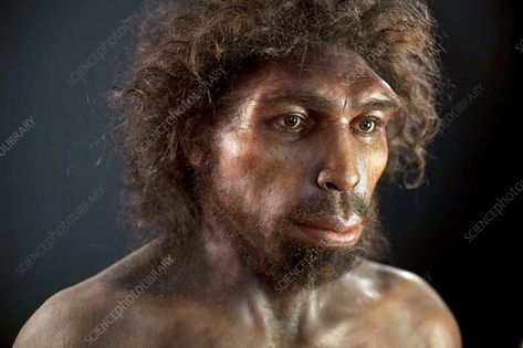 Homo Heidelbergensis, Skull Reference, Early Humans, Human Reference, Anthropology, Character Inspiration, Evolution, Google Search, Human