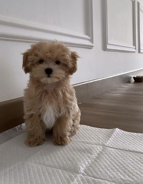 Fluffy Small Dog Breeds, Mini Poodle Puppy, Cute Fluffy Puppies, Smartest Dog Breeds, Cute Fluffy Dogs, Mini Poodle, Cute Small Dogs, Puppies Cute, Teddy Bear Dog