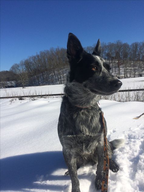 Blue Heeler Border Collie Mix Dogs, Heeler Mix Dogs, Border Heeler, Blue Heeler Border Collie, Texas Heeler, Cowboy Corgi, Aussie Cattle Dog, Dog Reference, Dream Puppy