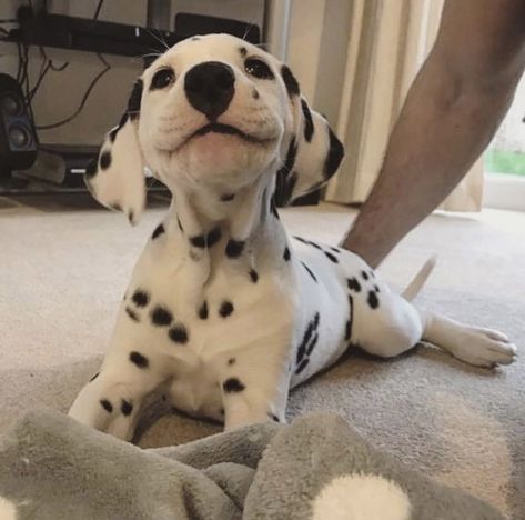 The cutest little smile you’ll ever see!  #dogs #dog #animals #animal #pets #puppies #nature #pet #puppy #photooftheday puppy, dogs, dog, pets, pet, puppie, animals, animal, puppies Ras Anjing, Cele Mai Drăguțe Animale, Psy I Szczenięta, Dalmatian Puppy, 골든 리트리버, Airedale Terrier, Cute Dogs And Puppies, Cute Animal Photos, Cute Animal Pictures