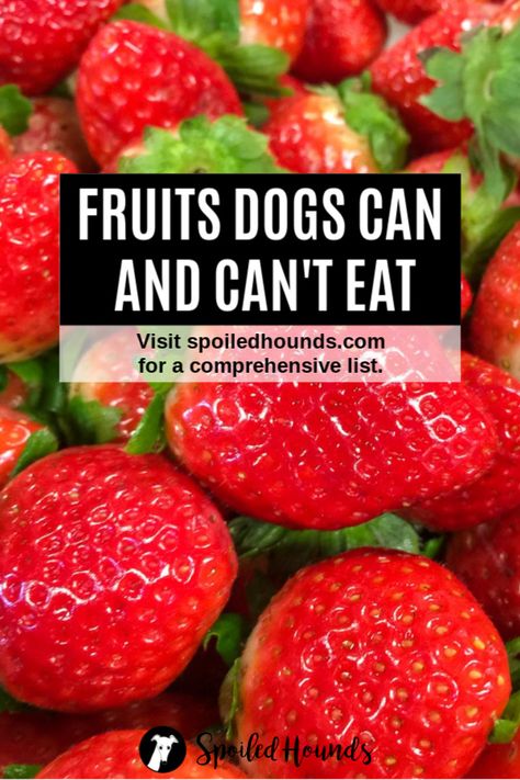 Can Dogs Have Strawberries, Food Dogs Can Have, Watermelon For Dogs, Fruit Dogs Can Eat, Things Dogs Cant Eat, Can Dogs Eat Watermelon, Pitbull Breeds, Can Dogs Eat Bananas, Can Dogs Eat Oranges