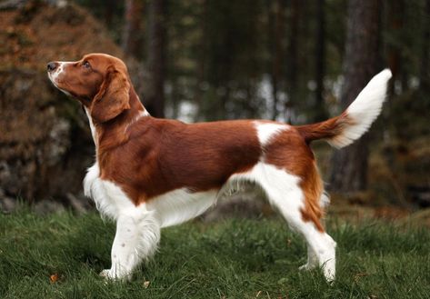 Welsh Springer Spaniel Puppies, Springer Puppies, Springer Spaniel Puppies, Welsh Springer Spaniel, Every Dog Breed, Beautiful Dog Breeds, Disabled Dog, Felt Dogs, Purebred Dogs