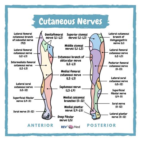 Cutaneous Innervation Lower Limb! Nerves In Leg, Lower Limb Muscles, Pt School, Nerve Anatomy, Anatomy Education, Physical Therapy Student, Remedial Massage, Medical Stickers, Medical Transcription