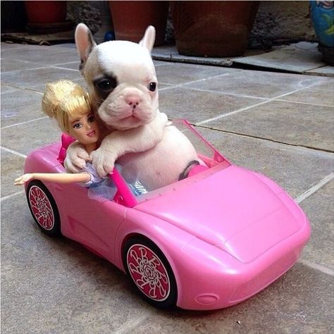 Barbie doll  & French bulldog puppy sitting in a pink Barbie car Anjing Bulldog, Haiwan Comel, Puppy Cuddles, Anak Haiwan, Cele Mai Drăguțe Animale, Haiwan Lucu, Haiwan Peliharaan, Puppies Funny, E Card