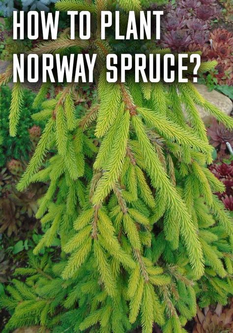 Weeping Norway Spruce Landscape, Norway Spruce Tree Landscaping, Pnw Landscaping, Weeping Norway Spruce, Norway Spruce Tree, Pruning Fruit Trees, Black Walnut Tree, Norway Spruce, White Spruce