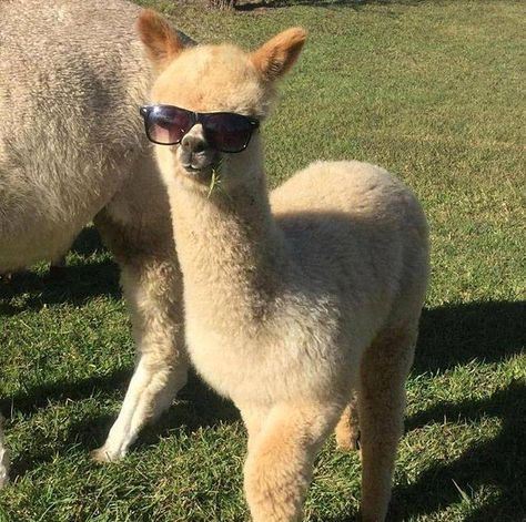 Lama Animal, Cute Alpaca, Laugh Out Loud, Fluffy Animals, Cute Animal Photos, Animal Jokes, To Laugh, Animal Tattoos, Tag Someone Who