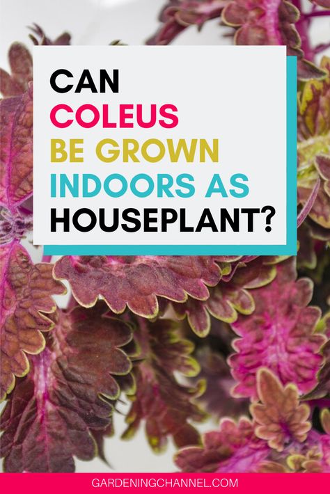 Follow these gardening tips to grow coleus indoors as a houseplant. Learn the best sunlight conditions to grow coleus without fading foliage. #gardeningchannel #gardening #houseplants #indoor gardening Shade Annuals, Indoor Gardening Supplies, Diy Container, Gardening Tools Names, Diy Container Gardening, Container Garden Design, Starting A Vegetable Garden, Houseplants Indoor, Container Gardens