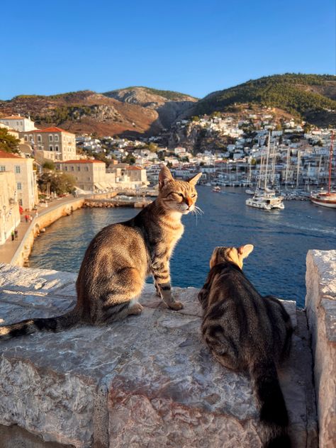 Cats In Italy, Hydra Greece Aesthetic, Cats In Greece, Greece Places, Greece Girl, Holiday Greece, Hydra Greece, Europe Holiday, Greece Pictures