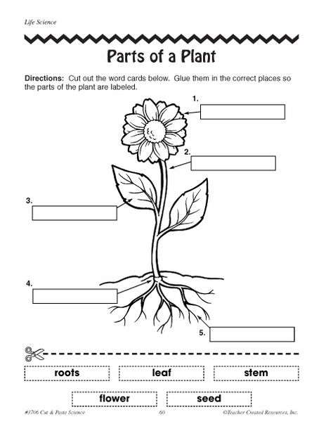 parts of plants worksheets | Click here: parts_of_a_plant.pdf to download the document. Science Worksheet For Class 3, Parts Of A Plant Worksheet 2nd Grade, Plant Worksheet, Plant Diagram, Part Of Plant, Free Science Worksheets, Plant Lessons, Plants Worksheets, Plant Parts